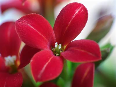 Kalanchoe blossfeldi
